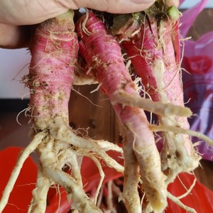 新鲜带刺刺苋根假苋菜根勒苋菜根红菜头红刺苋刺苋菜包邮现采药材