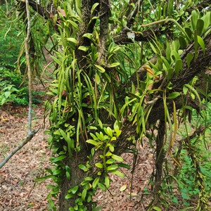 新款上树莲重量上上新鲜抱树莲桂圆树寄生茶上木蛇树苇500克草药