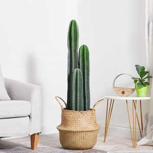 北欧仙人掌真盆栽