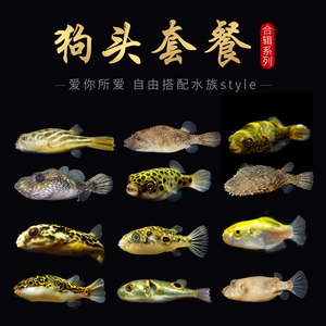 狗头鱼河豚鱼斑马狗头皇冠狗头毛毛狗头麒麟狗头潜水艇巧克力娃娃