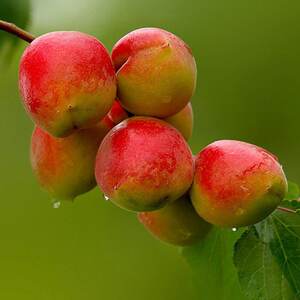 巨鹿特产酸甜多汁巨鹿串枝红杏大红杏子