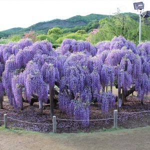 紫藤树苗紫罗兰