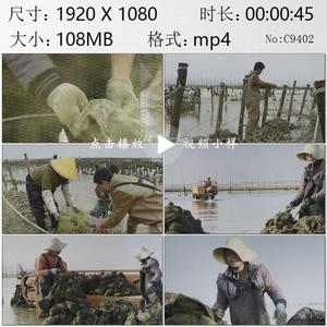 广西北海合浦古城珠民养殖采收珠贝珍珠海水人工养殖实拍视频素材