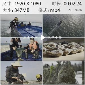 广西北海合浦珠贝养殖场珠民开贝取珠海水珍珠人工养殖视频素材