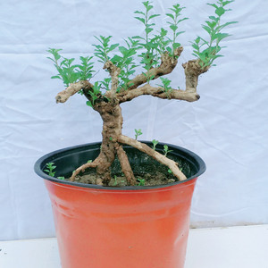 【枸杞树桩盆景老桩】枸杞树桩盆景老桩品牌,价格 - 阿里巴巴