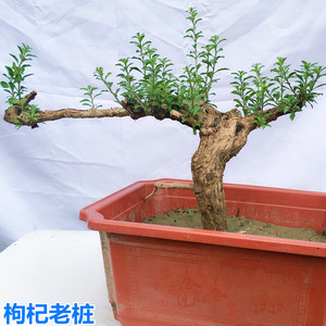 【枸杞盆景老桩野生】枸杞盆景老桩野生品牌,价格 - 阿里巴巴