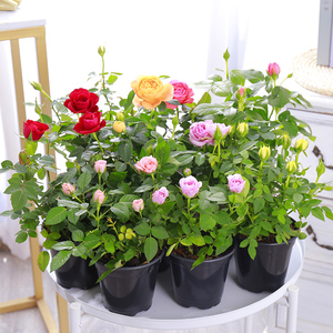 四季开花玫瑰花盆栽带花室内冬季好养植物客厅办公室花卉月季花苗