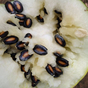 甘肃籽瓜老品种20年新品兰州孕妇水果黑瓜籽打瓜大变小子瓜子8斤