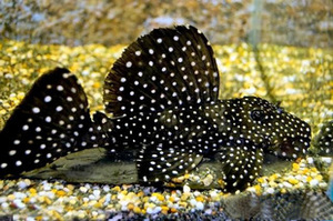 l241黑白双星异型坦克 异形 南美热带观赏鱼底栖清洁喂食水族淡水