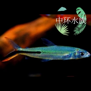 红尾大企鹅鱼 南美进口 大型灯科鱼 绿尾企鹅群游草缸淡水观赏鱼