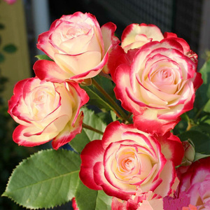 摩纳哥公爵月季