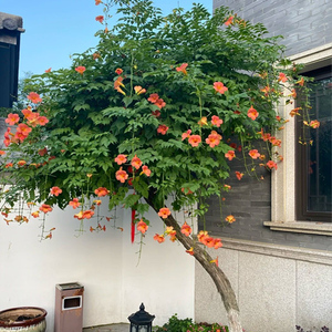 80花草香情园艺旗舰店天猫粉色美国凌霄花苗爬藤植物盆栽阳台花园