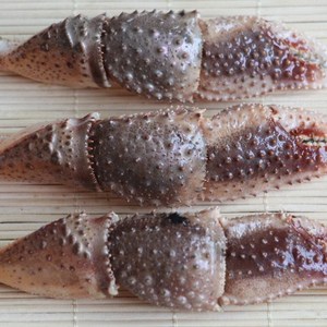 威海本地野生海捕新鲜海怪腿寄居蟹腿鲜活海鲜海产品