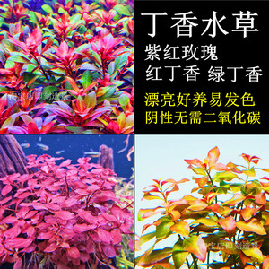 丁香水草鱼缸草缸造景植物红阴性后景好养易发色无需二氧化碳