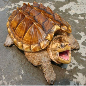 鳄龟活物大型超大鳄龟大鳄成年鳄龟纯佛爆刺王食用宠物龟稀有龟4