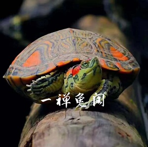 梵高高级宠物观赏乌龟巴西龟巴西变异龟橙红同心圈玛莎拉蒂红头纹