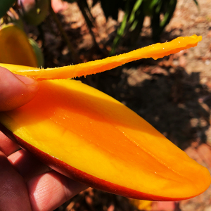 果农助力淘宝助农扶农水果辣椒芒果新鲜5斤10牙签芒手指芒吃货包