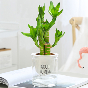 步步高富贵竹小盆栽绿植花卉室内客厅好养易活植物四季常青转运竹