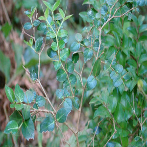 绣花针草药野生