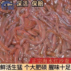 鲈鱼海虫海蚯蚓沙虫钓鱼饵料海蜈蚣活饵海钓红青虫活沙蚕鲜活包邮