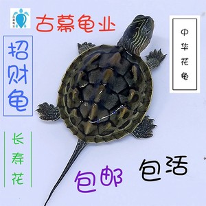 中华国龟江西花龟苗小乌龟活物长寿宠物龟招财龟观赏龟外塘冷水龟