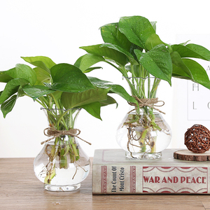 绿萝盆栽室内绿植水培植物花卉吊兰创意含花瓶