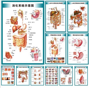 人体内脏消化胃肠系统结构示意图医学宣传挂图医院布置海报墙贴画