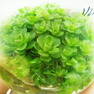 近藤捕虫堇pinguicula kondoi种苗组培苗食虫植物吃蚊子的多肉