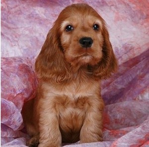 乐纯种活体幼犬英国可卡可爱棕色长毛大耳朵中型犬宠物狗出售