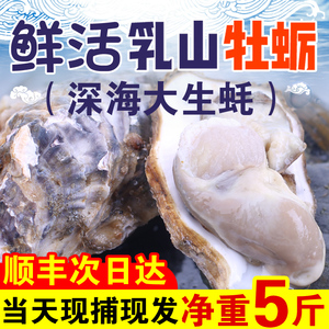 包活乳山生蚝鲜活牡蛎新鲜特大肥海蛎子5斤海鲜水产整箱顺丰包邮