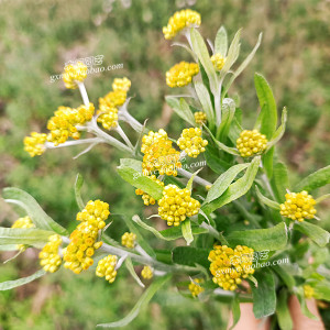 鼠曲草种子苗 鼠麴草佛耳草 中草药材野菜清明粿青团糍粑 满包邮