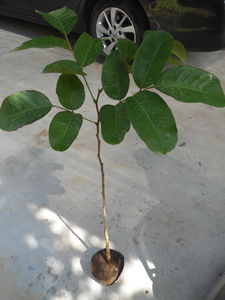印度檀香紫檀红木小叶檀苗树苗珍稀名贵盆景庭院植物