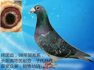 老国血信鸽