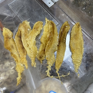 400头自晒足干小土鳘足干清水天然鳘鱼鳔鱼胶水产干货500g包邮