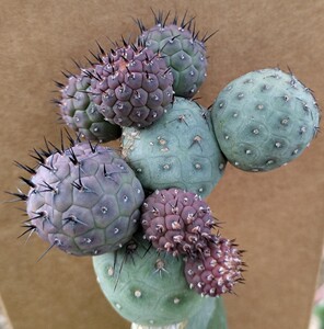 习志野成长而变色仙人球植物稀有品种团扇盆栽防辐射吸甲醛