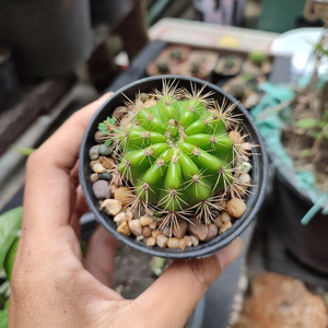 玻璃球仙人球金盛丸草球属仙人掌新手组合配盆好养活易度夏防辐射