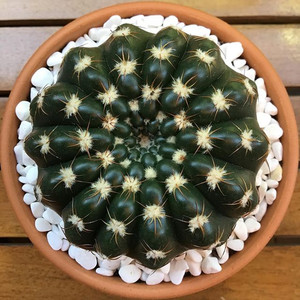 实生眩美玉仙人球 开花紫花趴刺多肉植物室内桌面防辐射小盆栽