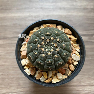 稀有实生拉根仙人球进口裸萼球属稀缺趣味小球趴刺不扎手开花盆栽