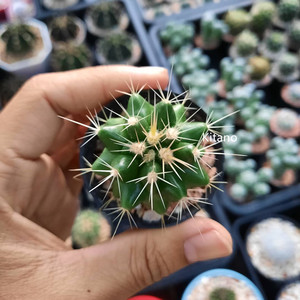 白刺金琥仙人球 仙人掌科 狂刺属 创意多肉植物小盆栽 室内防辐射