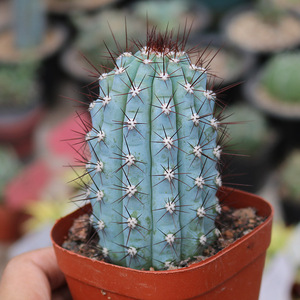 鸡腿柱蓝棱柱稀有蓝色美观仙人柱好养活易度夏室内桌面防辐射盆栽