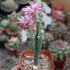 银柳仙人掌趣味开花美观鹿角柱属银钮仙人球多肉新手防辐射小盆栽