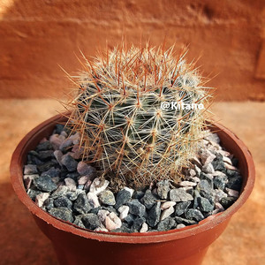 红神仙人球 实生开花好养多肉植物桌面盆栽净化空气迷你微观造景