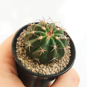 紫云仙人球 室内花卉仙人掌类植物 开花防辐射桌面大盆栽绿植特价