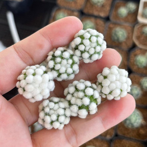 明日香姬仙人球