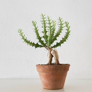 华烛麒麟块跟植物稀缺品种狗奴子大戟科沙生耐旱多肉仙人球小盆栽