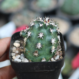 绿花短豪刺青花虾仙人球 稀有贵货开青花仙人掌收藏美刺开花机器