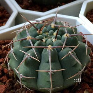 北野 三刺玉仙人球 趣味三本刺一本刺稀缺紫皮仙人掌多肉植物