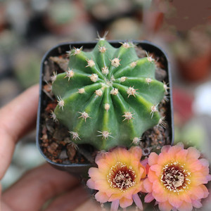 黑喉丽花仙人球