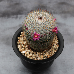 实生希望丸仙人球 趣味开花硬刺仙人掌多肉好养活易度夏阳台盆栽