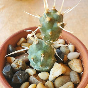 纸刺武藏野仙人球 团扇高端好养创意多肉植物小盆栽 侧芽自根特价